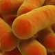 Image for article titled Why Do Bacteria Thrive in Space?